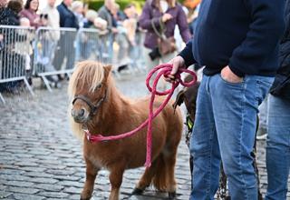 Honden- en paardenzegening 2026 (55).JPG