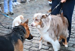 Honden- en paardenzegening 2026 (68).JPG