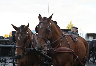 Honden- en paardenzegening 2026 (99).JPG