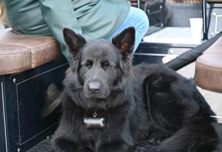 Honden- en paardenzegening 2026 (103).JPG