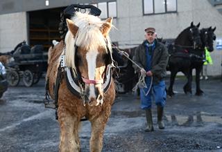 Honden- en paardenzegening 2026 (106).JPG