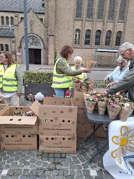 foto: Verkoop azalea's op de markt te Staden
